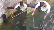 किंग कोबरा को बचाने के लिए कुएं में उतरा शख्स, नागराज ने फन फैलाकर उसी पर किया हमला (Watch Viral Video)
